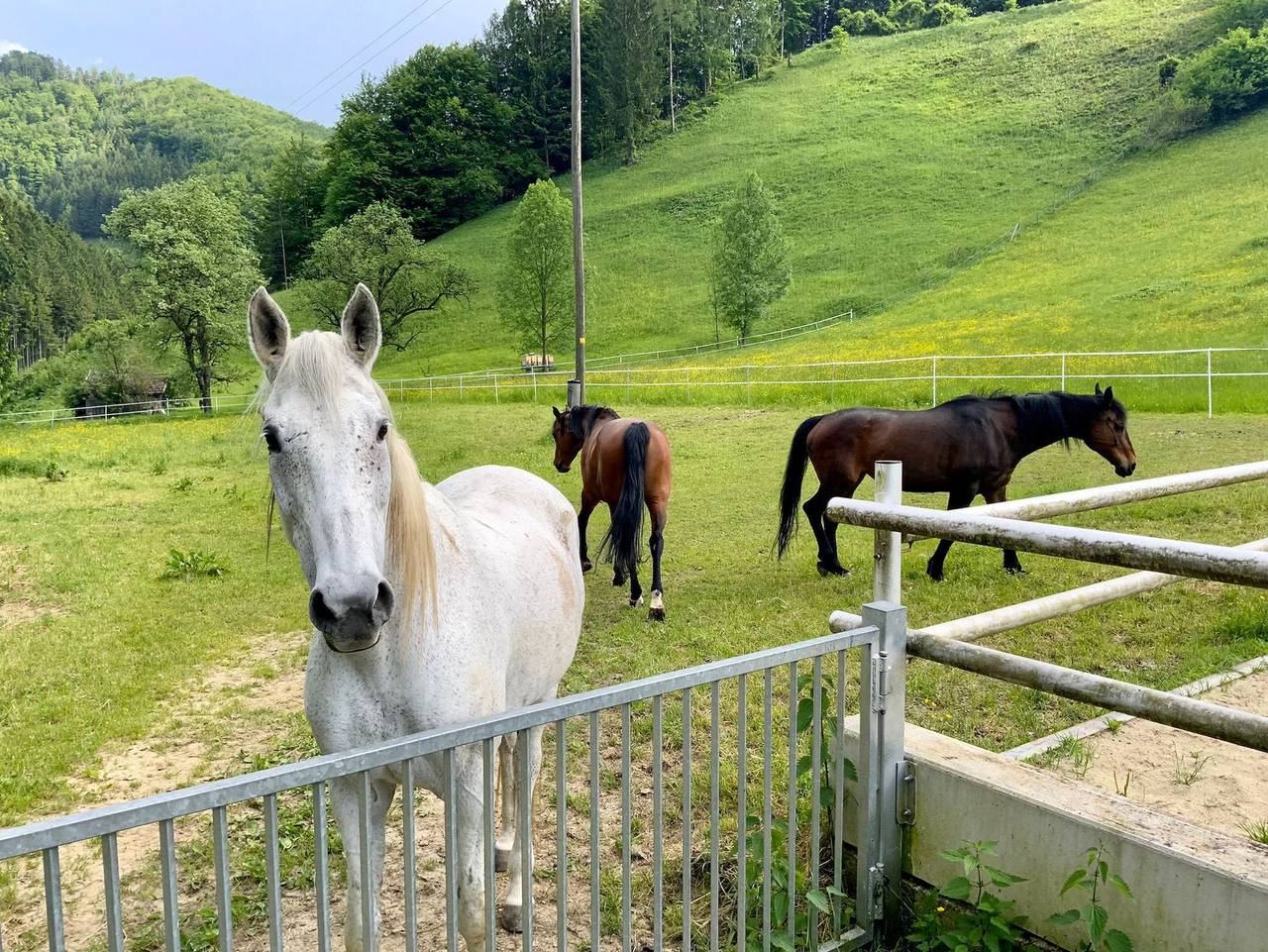Ferienwohnung - Ferienwohnung in Laussa, Steyr-Kirchdorf