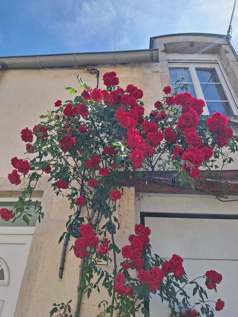 Gîte au cœur d'un village viticole in Chorey-les-Beaune, Région de Beaune
