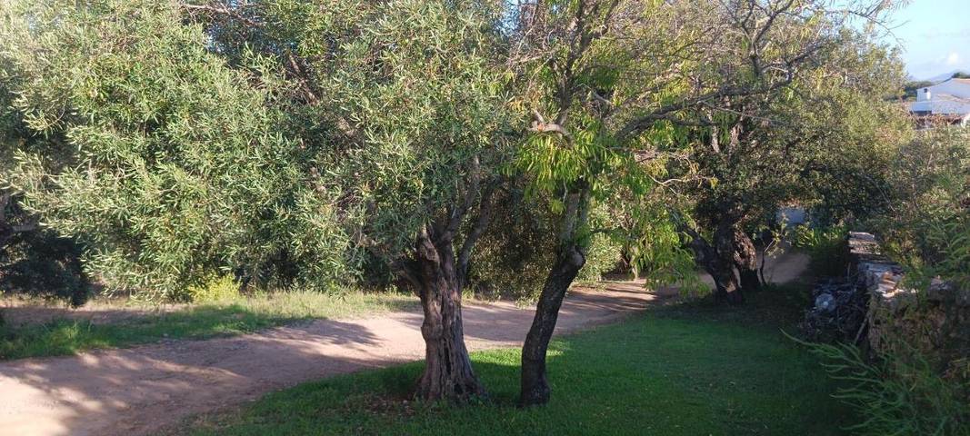 Maison d’hôte pour 2 personnes, avec vue et jardin à Arzachena - 3