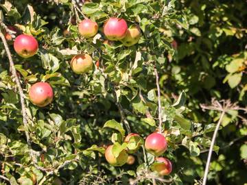 Log Cabin for 5 People in Alton Towers, Staffordshire, Photo 3