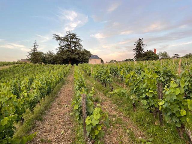 Pavillon du Xixème au milieu des vignes in Soulaines-sur-Aubance, Vallée de la Loire