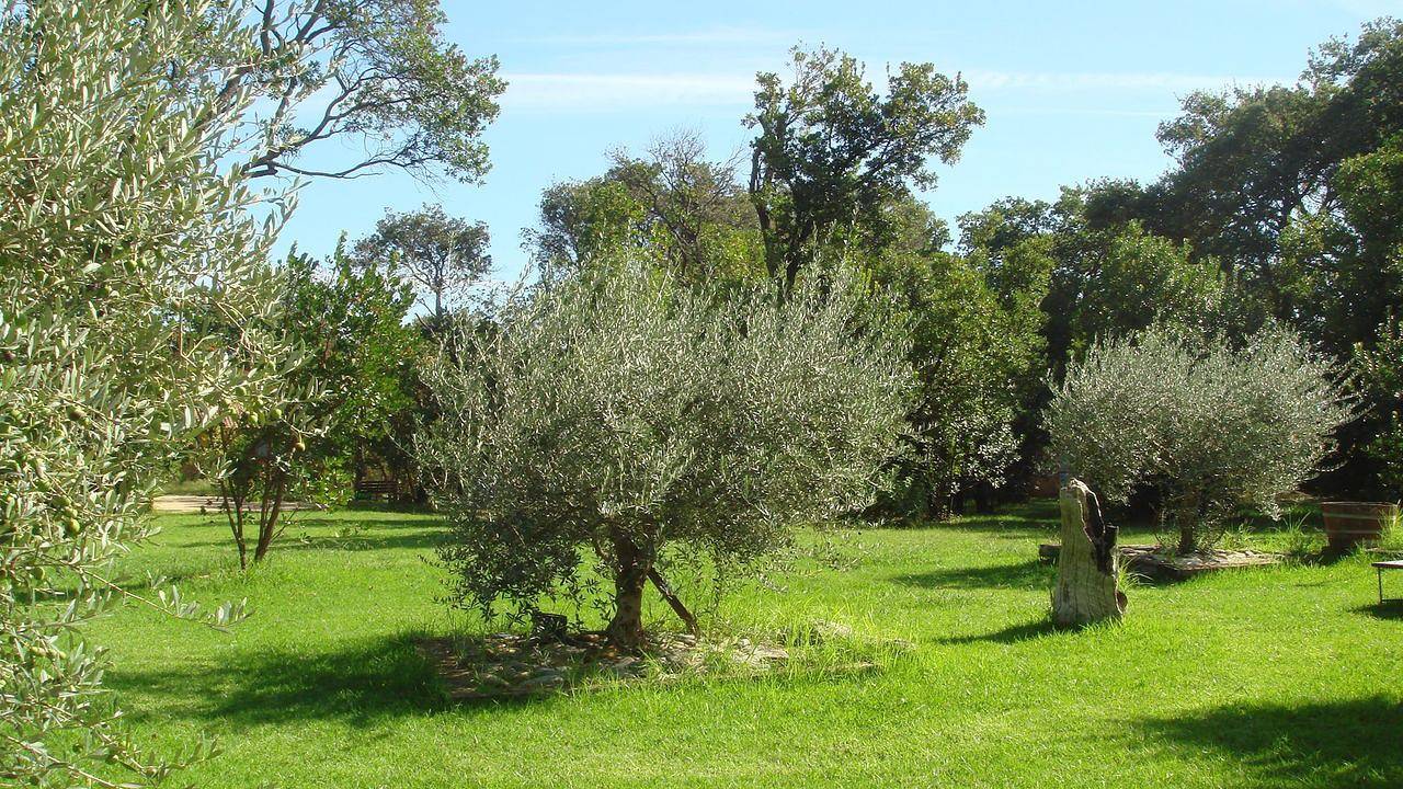 Ferienhaus für 2 Personen (20 m²) in Poggio Mezzana in Poggio-Mezzana, Corte und Umgebung