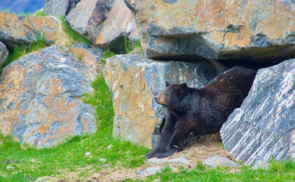 Ganze Wohnung, The Hightower Suite - Eine Luxuswohnung in der obersten Etage im Zentrum von Girdwood / Alyeska! in Girdwood, Anchorage