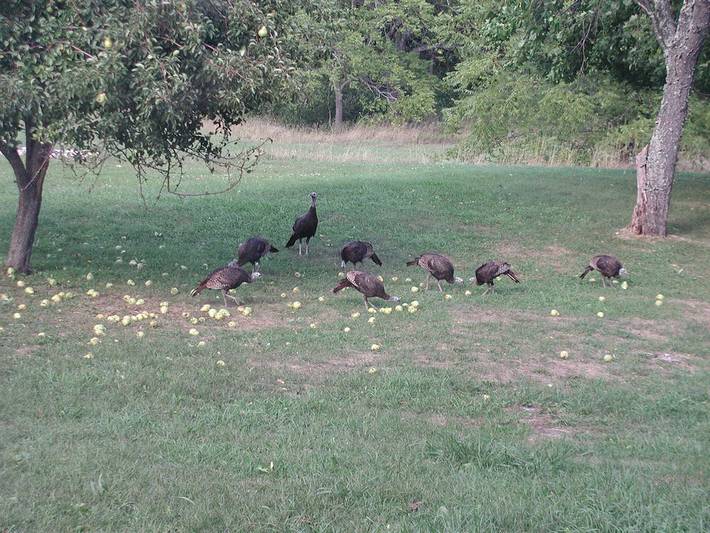 Vacation rental for 8 people, with hot tub and yard, with pets in Hudson Valley