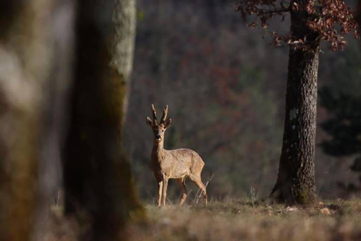 Location de vacances pour 4 personnes, avec terrasse ainsi que piscine et vue à Sainte-Foy-de-Longas - 4