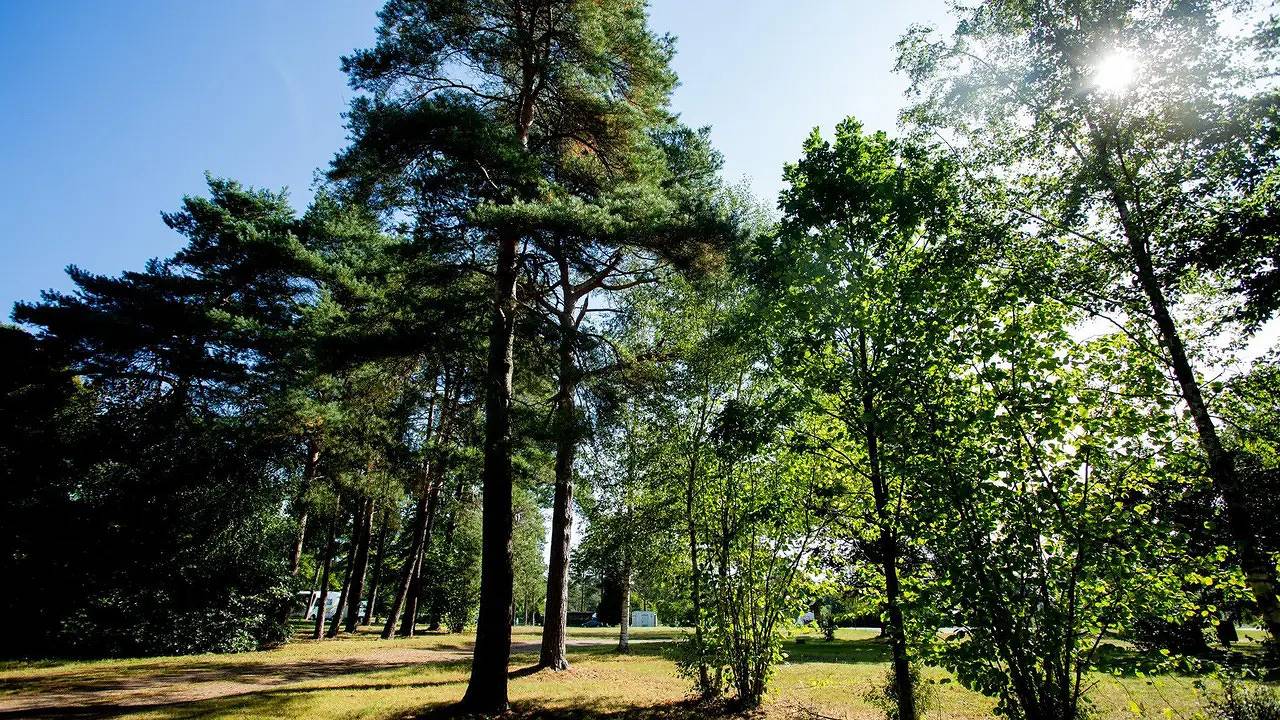 Mobilheim für 2 Personen (10 m²) in Soltau in Soltau, Landkreis Heidekreis