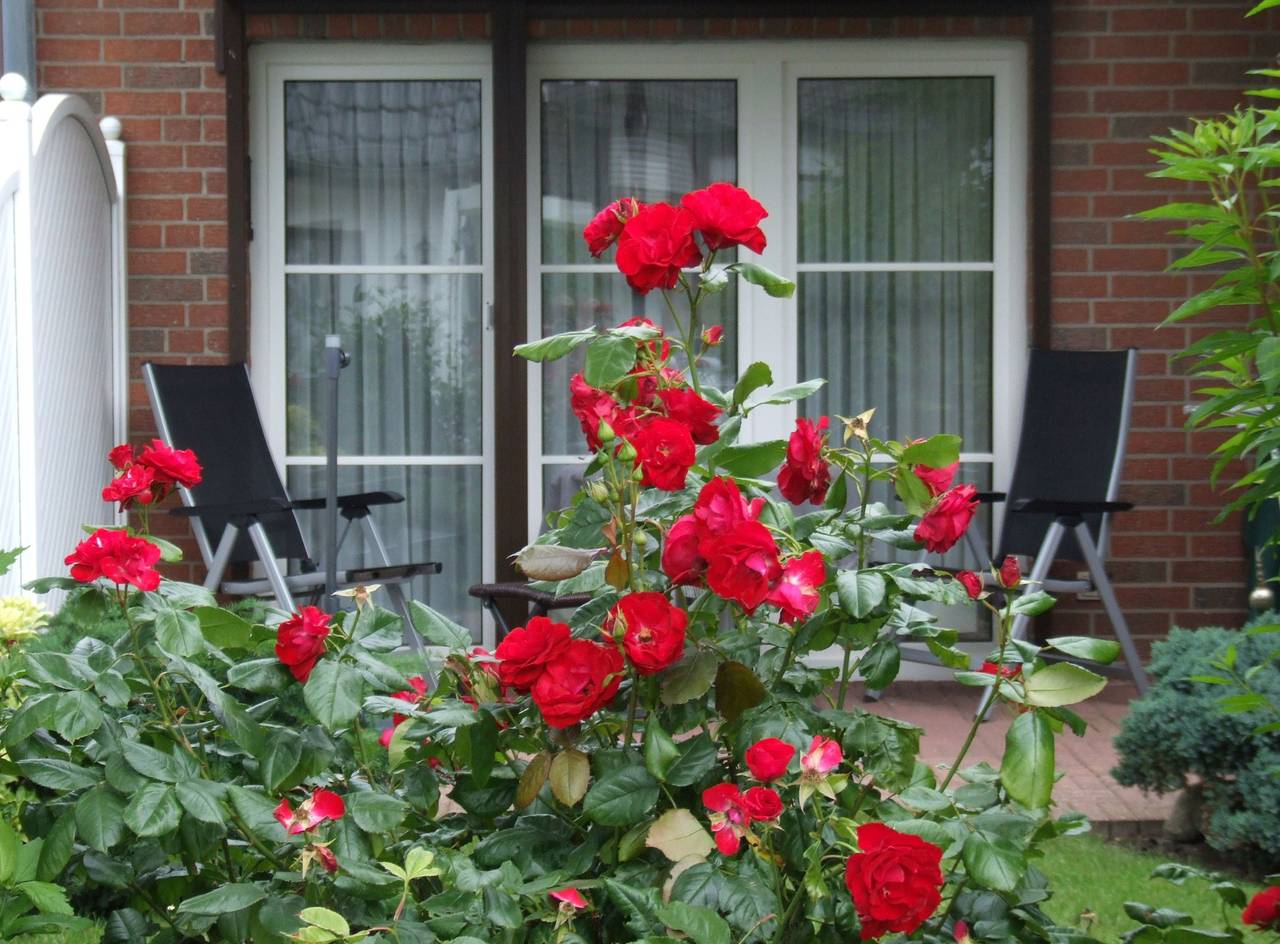 Ganze Ferienwohnung, Haus Santjer - 2-Raum-Fewo in Büsum, Dithmarschen