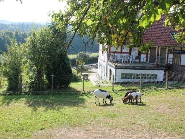Ferienwohnung für 2 Personen, mit Terrasse, mit Haustier am Edersee - 3