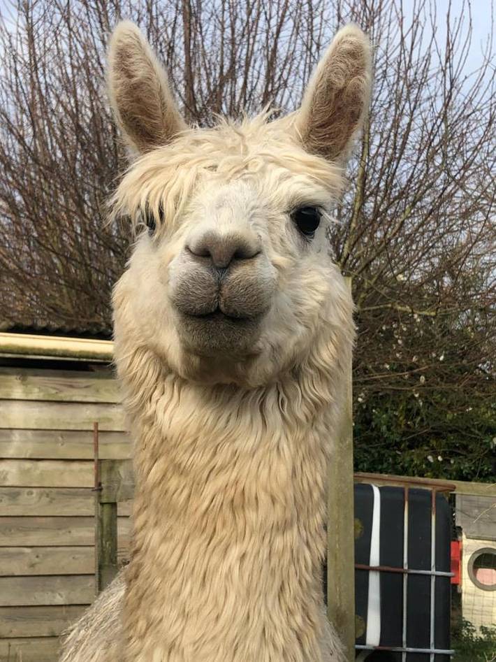 Gîte pour 4 personnes, avec jacuzzi et jardin à La Cerlangue - 4