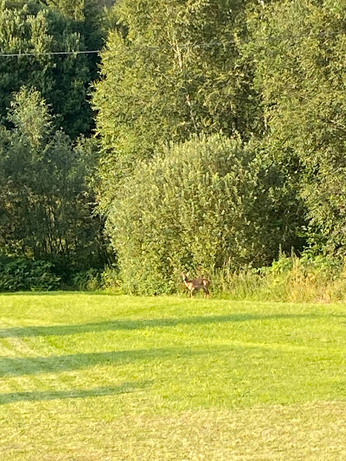 Ganze Wohnung, Apartment 'Far Away From Afrika' mit Bergblick, privater Terrasse und Wlan in Steinach (Sonneberg), Frankenwald