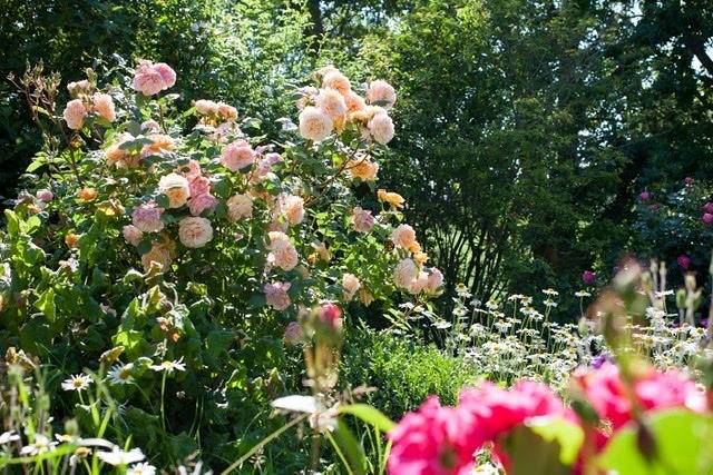 Ferienwohnung für 4 Personen, mit Terrasse und Garten in Pellworm - 4