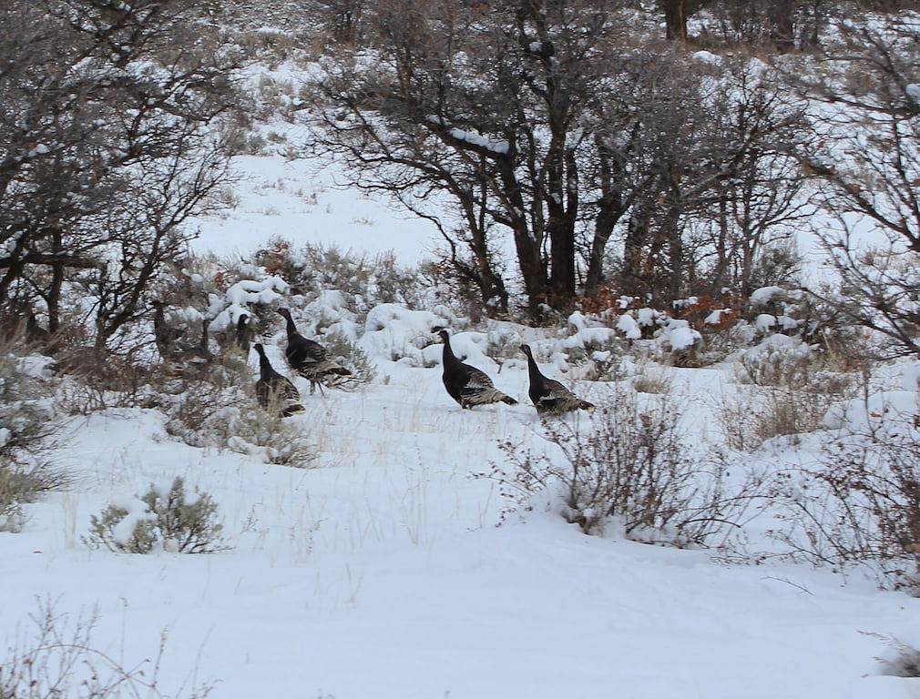 Schöner Berg weg! in Montrose County