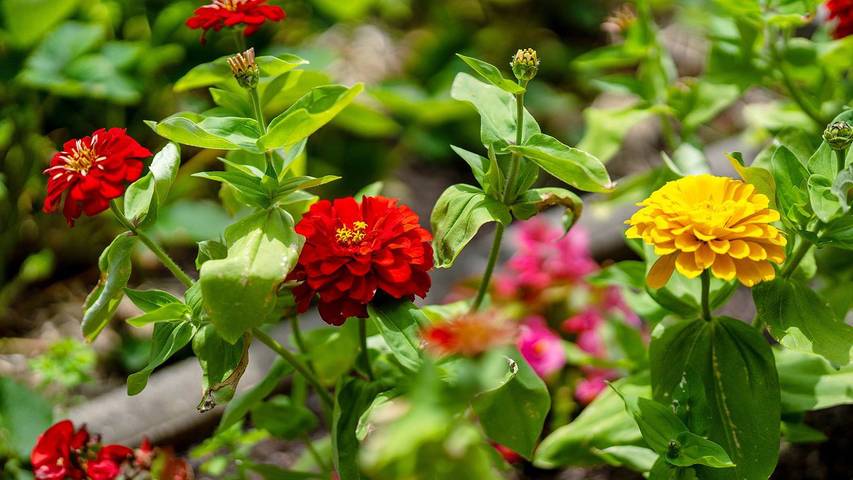 Ferienwohnung für 2 Personen, mit Terrasse in Friesenheim - 4