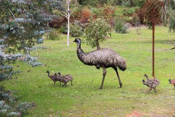 Chalet for 5 People in Western Australia, Australia, Photo 2