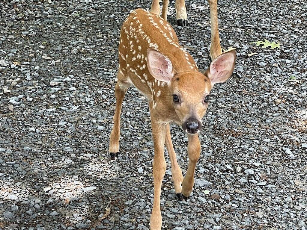 The Masthope View House--Chalet Overlooking Delaware River with Fab Game Room! in Masthope, Pike County