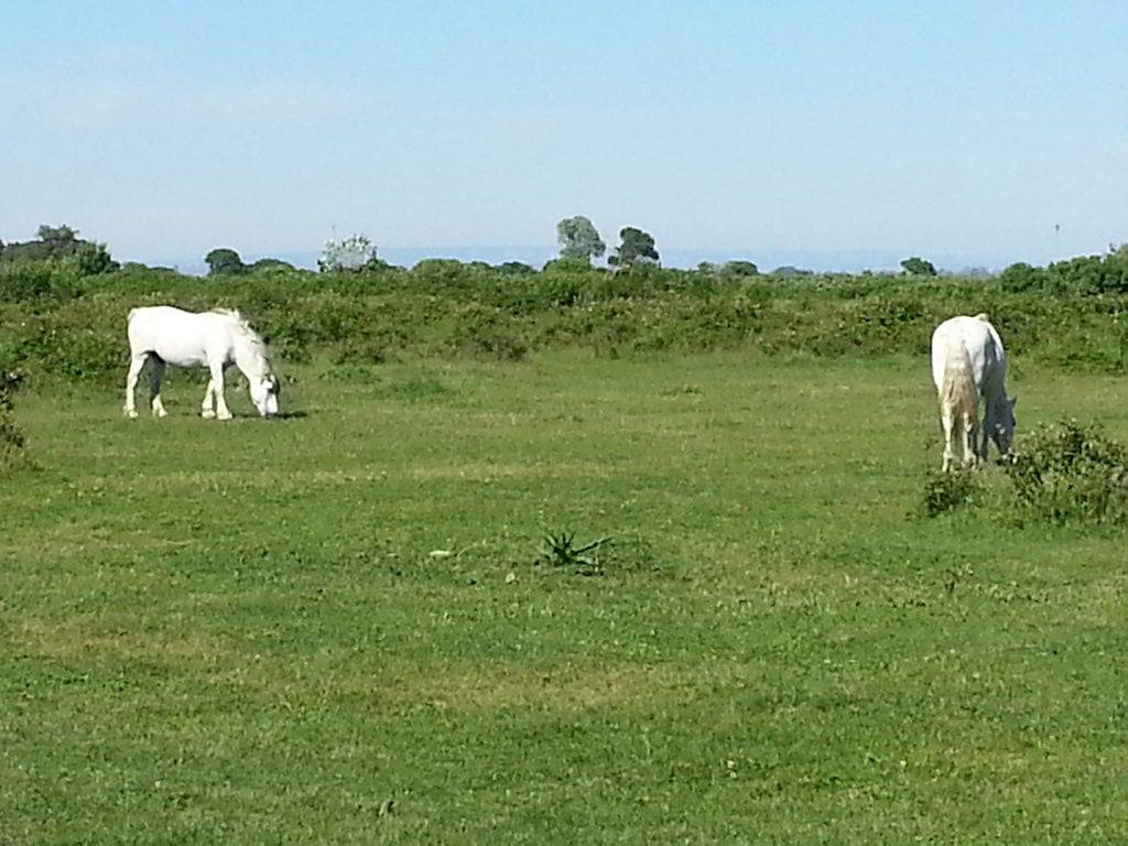 Mas du Grand Peloux - Chambre Machette in Port-Saint-Louis-du-Rhône, Région d'Arles