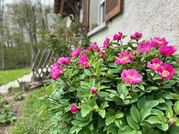 Gîte pour 6 personnes, avec terrasse et jardin, animaux acceptés dans Lavenay