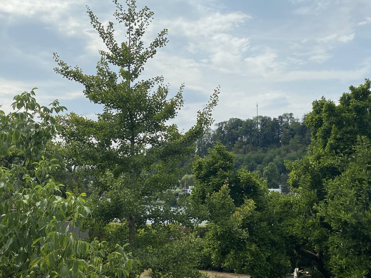 Ganze Wohnung, Ruhiges Apartment Riverside Wallbach mit Freisitz, Klimaanlage, Waschtrockner und Rheinblick in Bad Säckingen, Südschwarzwald