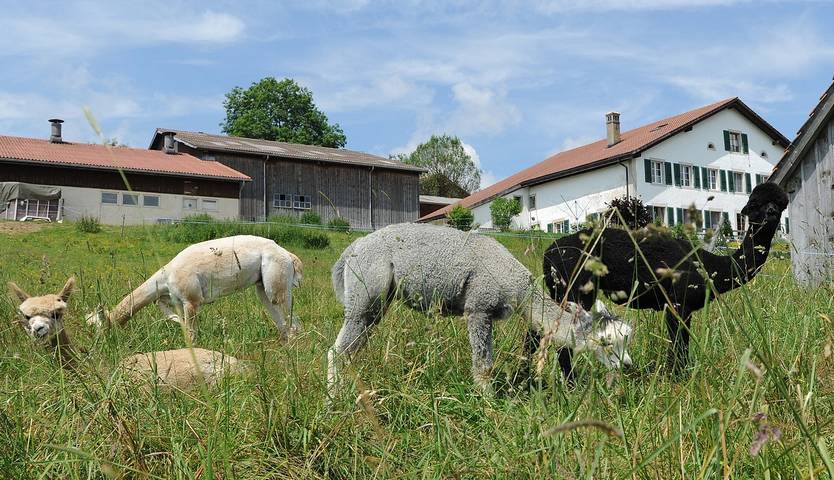Gîte pour 2 personnes, avec jardin et terrasse, adapté aux familles à Saint-Imier - 3