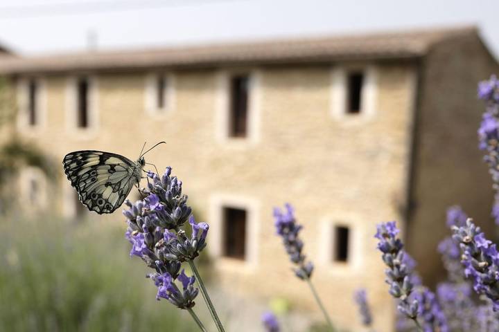 Jasmin in Plavilla, Carcassonne und Umgebung
