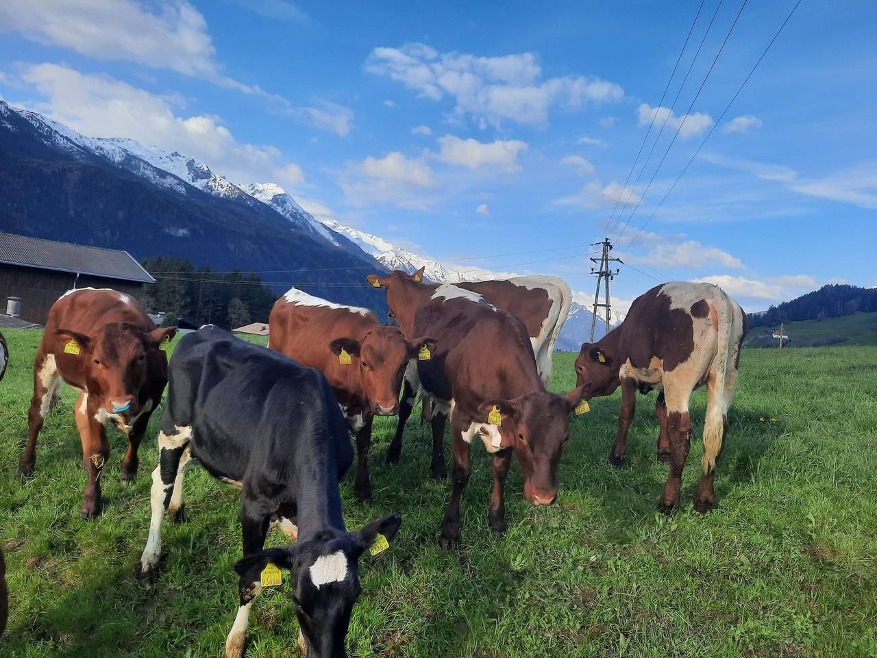 Lahnhof in Hollersbach im Pinzgau, Kitzbüheler Alpen