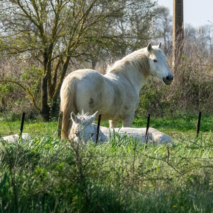 Bateau pour 4 personnes, avec vue et terrasse, adapté aux familles dans le Gard - 3