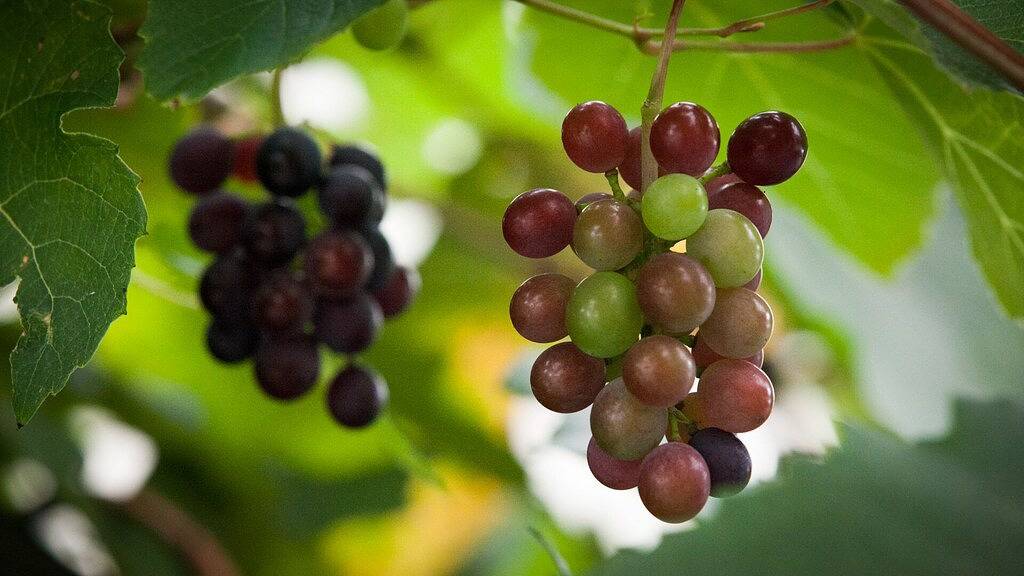 Pizzaofen; Feuerstelle; viel Platz innen und außen, Feuer und Klimaanlage. Gruppen in Mid-Western Regional Council