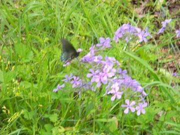 Log Cabin for 4 Guests in Ozark Mountains, Missouri, Picture 1