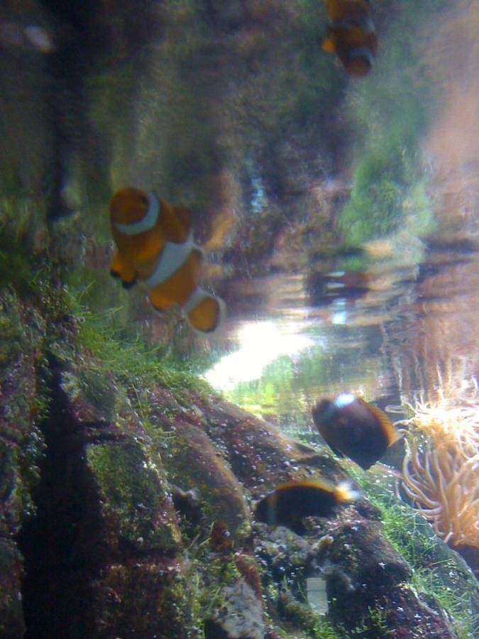 Location de vacances pour 12 personnes, avec terrasse ainsi que vue et piscine dans Plage de la Palmyre - 4