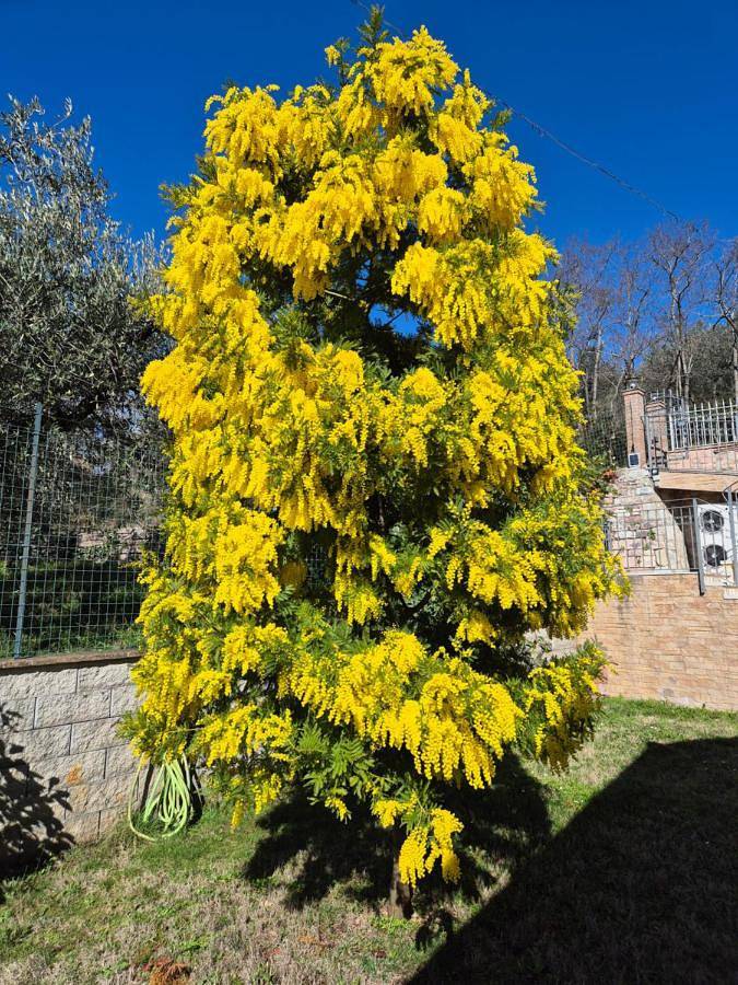 Chambre d’hôte pour 3 personnes, avec jardin ainsi que piscine et terrasse à Assise - 2