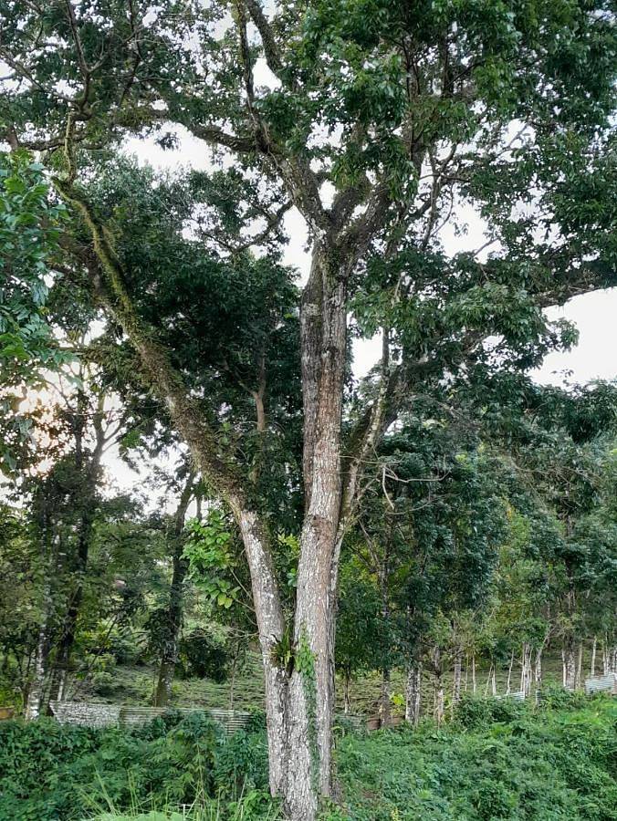 Location de vacances pour 5 personnes, avec piscine ainsi que vue et jardin dans Saint-Joseph (Martinique) - 2