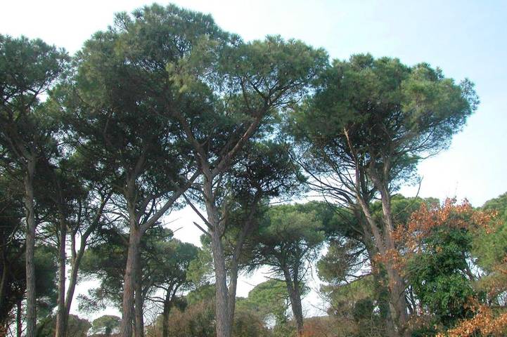 Location de vacances pour 2 personnes, avec jardin à Marina di Ravenna - 2