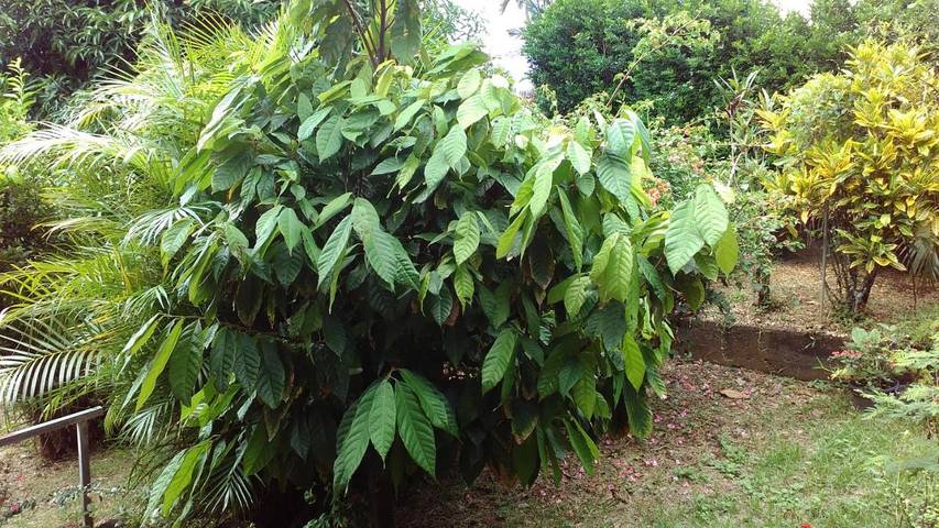 Gîte pour 2 personnes, avec jardin à Sainte-Marie (Île de la Réunion) - 4