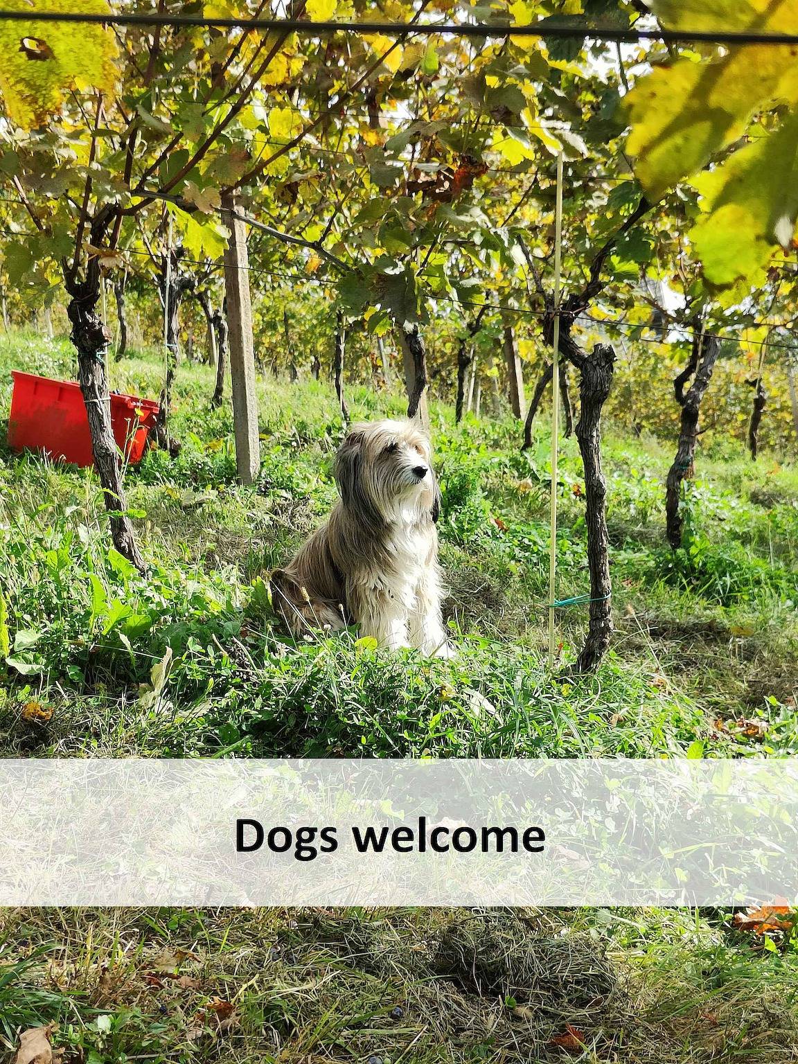 Ferienhaus im Waldrand in Neustadtl, Slowenien