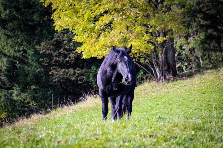 Ferienhaus für 5 Personen, mit Balkon und Balkon/Terrasse, kinderfreundlich im Berchtesgadener Land - 3