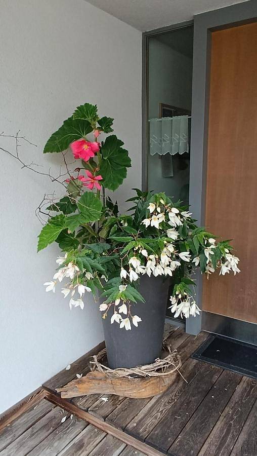 Gîte pour 3 personnes, avec jardin et vue à Mellau - 3