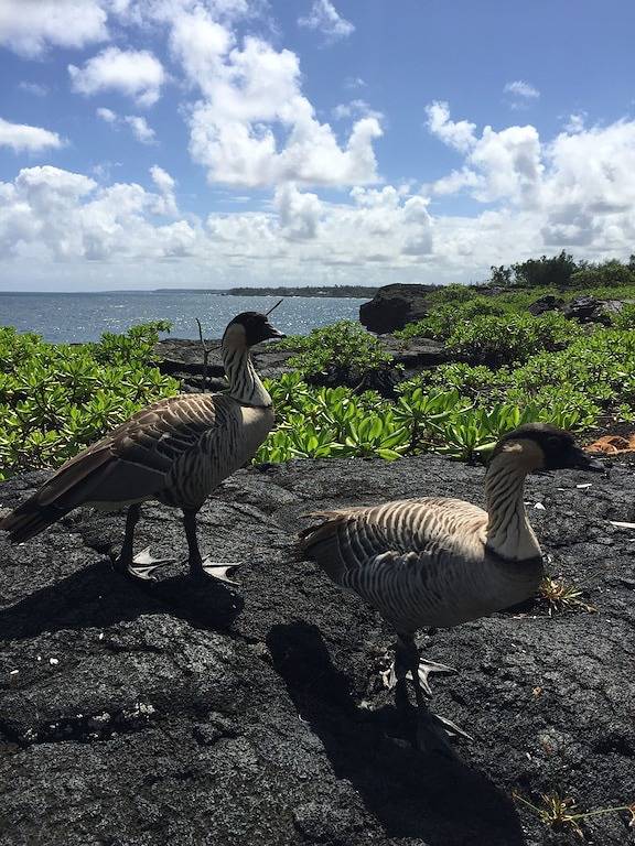 Pali Hale - Hawai'i Oceanfront Experience - Wale, Schildkröten, Nenes! in Hawaiian Paradise Park, East Puna