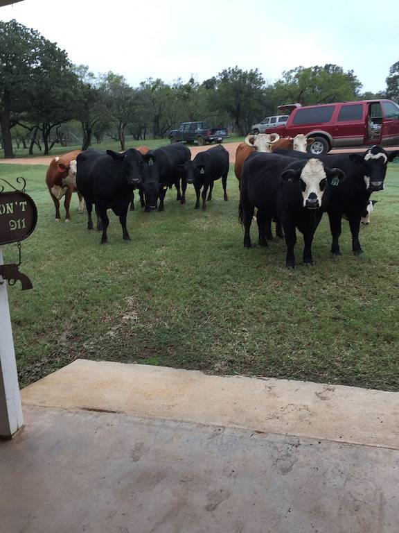 Magnificent Hill Country Erfahrung in Gillespie County