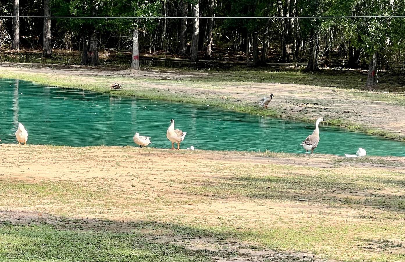 Stunning 1-Bed Glamping Tent in Cleveland in Texas