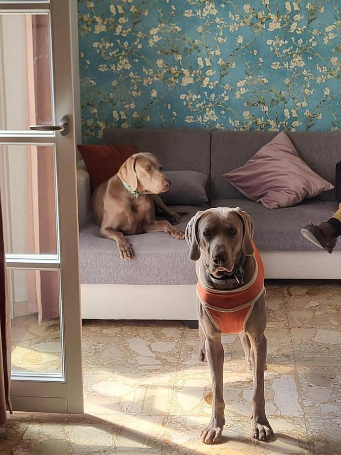 Maison d’hôte pour 3 personnes, avec terrasse, animaux acceptés à Verceil