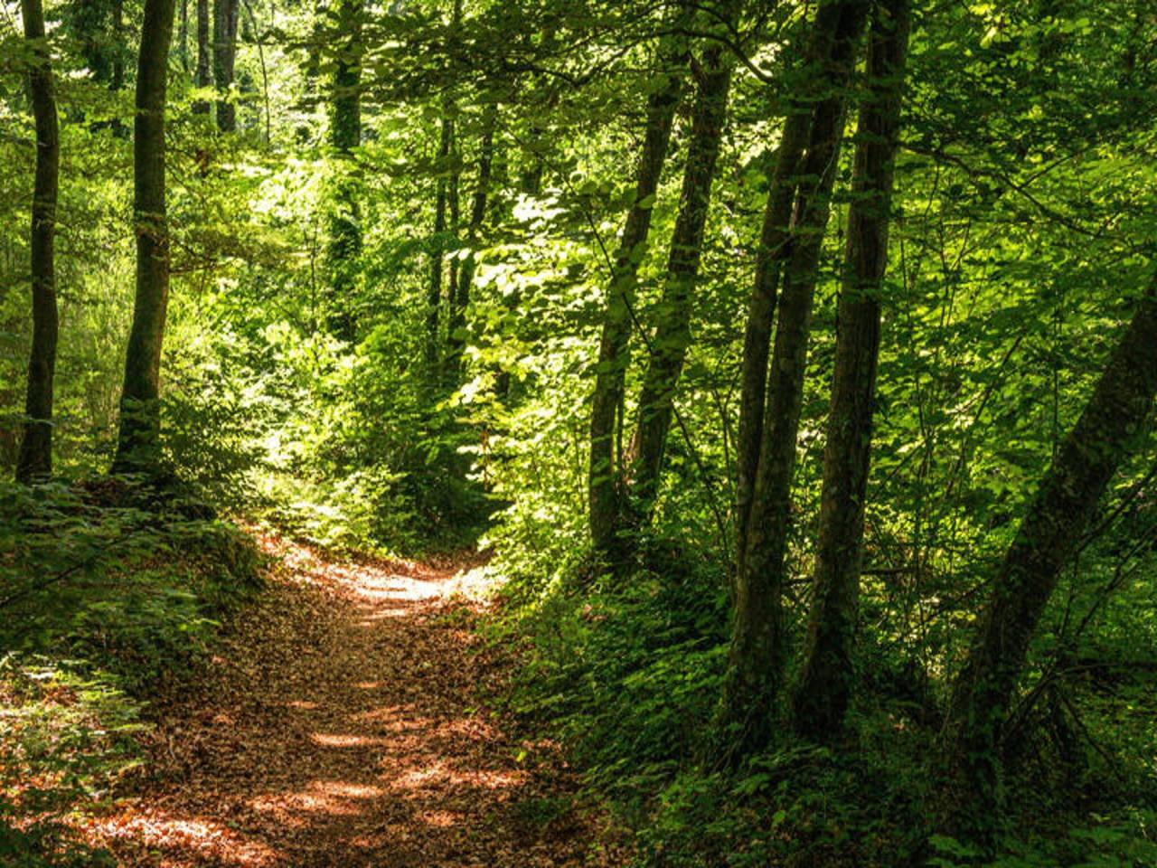 Entire apartment, Holiday Home near La Fageda Nature Reserve in Santa Pau, Zona Volcanica de la Garrotxa Natural Park