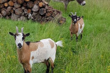 Maison D’hôte pour 2 Personnes dans Pruniers-en-Sologne, Vallée de la Loire, Photo 4