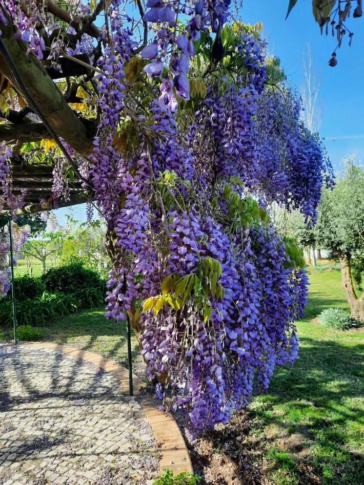 Location de vacances pour 8 personnes, avec sauna ainsi que jardin et jacuzzi dans Montemor-o-Novo - 3