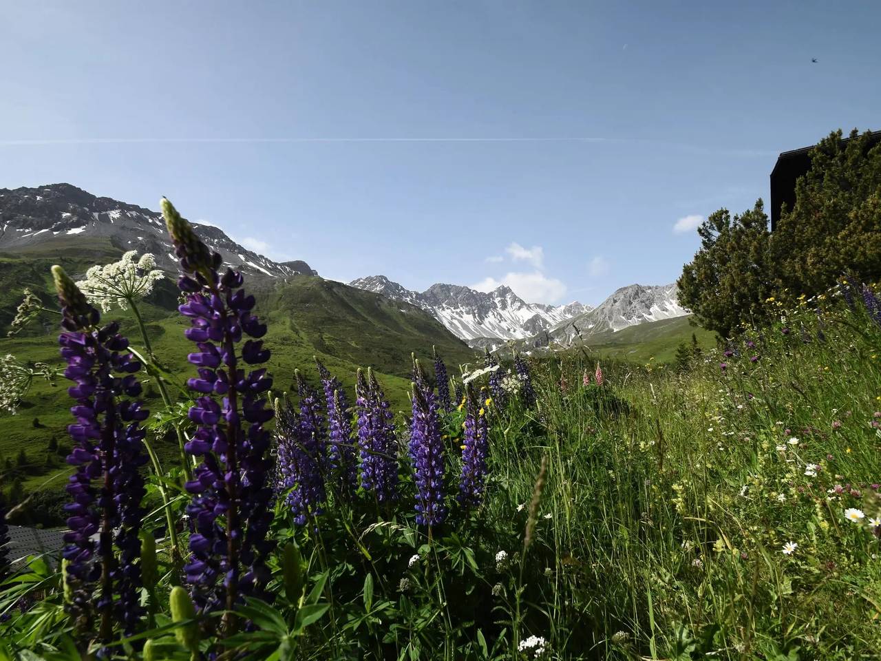 Geheel appartement, 2 Pièces 4 Personnes in Arosa, Plessur Alpen