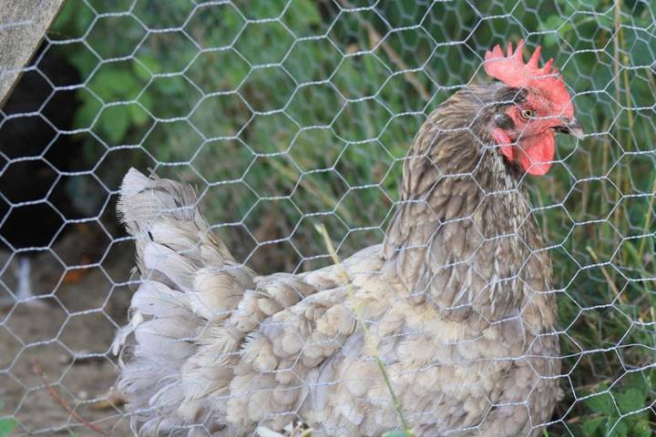 Chambre d’hôte pour 3 personnes, avec piscine et vue ainsi que jardin et terrasse dans le Tarn-et-Garonne - 4