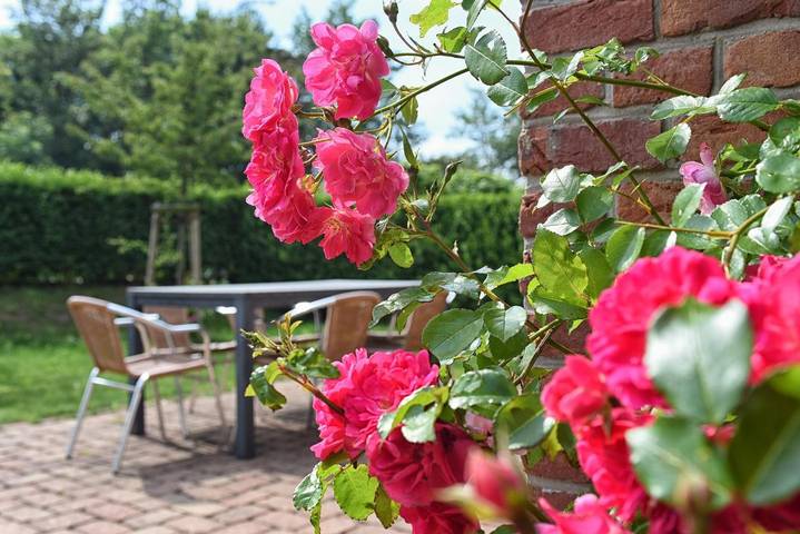 Ferienhaus für 6 Personen, mit Terrasse und Garten sowie Sauna in Borgsum - 3