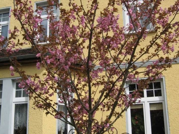 Pension Villa Martha - Einzelzimmer in Tollensesee, Burg Stargard
