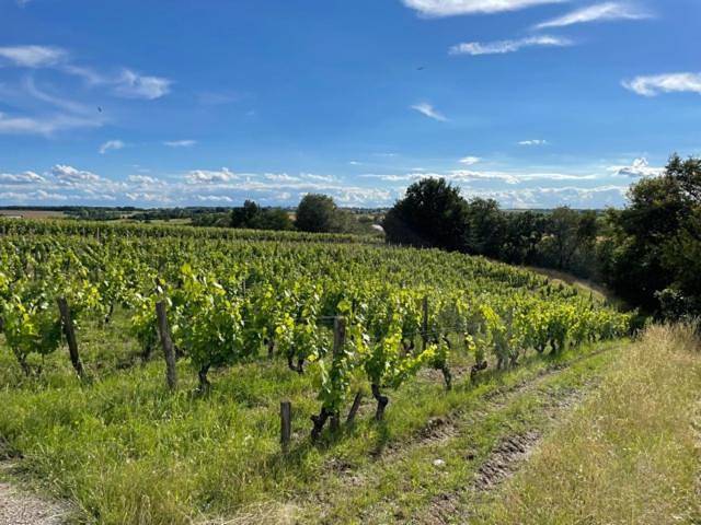 Pavillon du Xixème au milieu des vignes in Soulaines-sur-Aubance, Vallée de la Loire