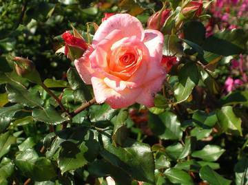 Cottage for 10 Guests in Kingsville Ontario, Essex Ontario, Picture 1