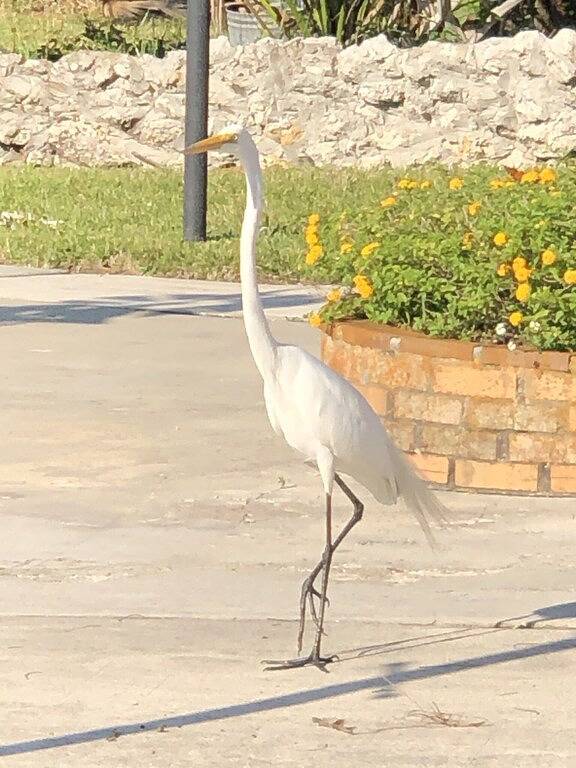 Charming Waterfront Canal Home in beautiful Old Homosassa! 5 Kayaks, Dock, Bikes in Homosassa, Citrus County